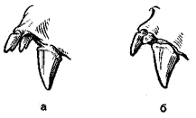 Резцы и клыки верхней челюсти нетопыря-карлика (а) и средиземноморского нетопыря (б)