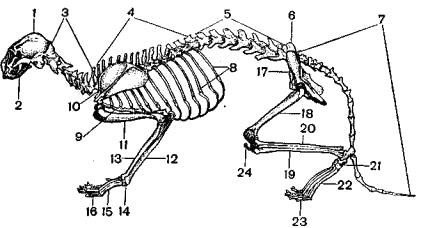 Скелет млекопитающего