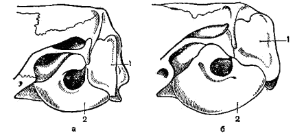 Задняя часть черепа обыкновенной (а) и общественной (б) полевок