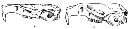 Черепа плоскочерепной (а) и серебристой (б) каменных полевок