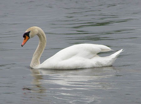 Лебедь-шипун на Валдайском озере