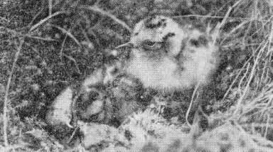 Вылупление птенцов в гнезде среднего кроншнепа (Numenius phaeopus) в южном Приладожье