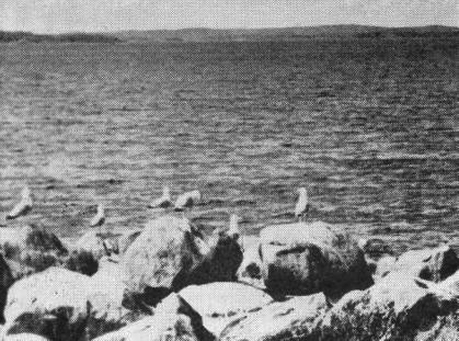 О-в Хара-Луота на Ладоге с конца 1950-х гг. стал местом гнездования серебристой чайки (Larus argentatus)