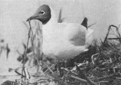 Озерная чайка (Larus ridibundus) со строительным материалом для гнезда