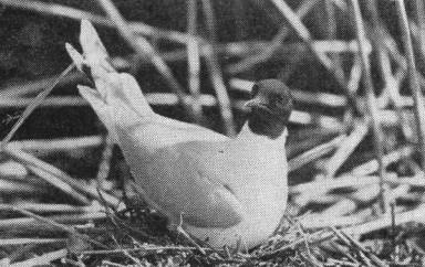 Малая чайка (Larus minutus) на гнезде в колонии в устье Вуоксы