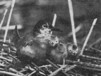 Черная крачка (Chlidonias nigra) на гнезде с птенцами в Загубье
