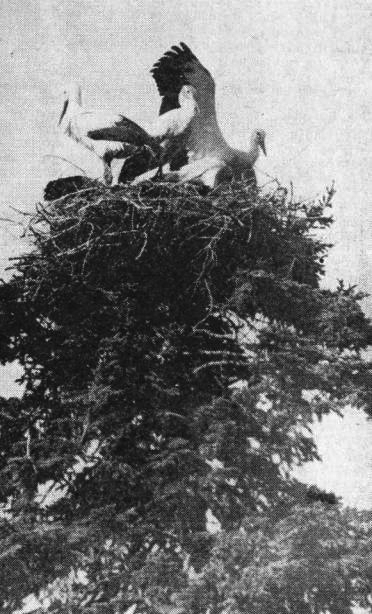 Птенцы белого аиста (Ciconia ciconia) на гнезде в дер. Meрево