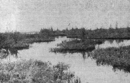Места стоянок серого гуся (Anser anser) на Нарвском водохранилище