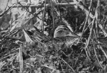 Самка чирка-свистунка (Anas crecca) на гнезде