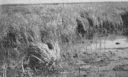 Гнездовой биотоп широконоски (Anas clypeata) в Загубье. 1966 г