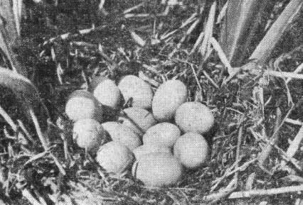 Гнездо красноголового нырка (Aythya ferina) в Загубье