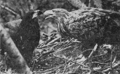 Орланы-белохвосты (Haliaeetus albicilla) — взрослая птица и птенец   перед вылетом на гнезде у Черниговских прудов
