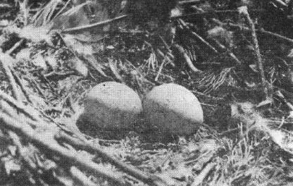 Полная кладка канюка (Buteo buteo) из двух яиц