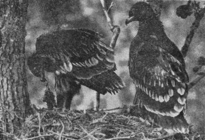 Птенцы большого подорлика (Aquila danga) за неделю до вылета из гнезда.