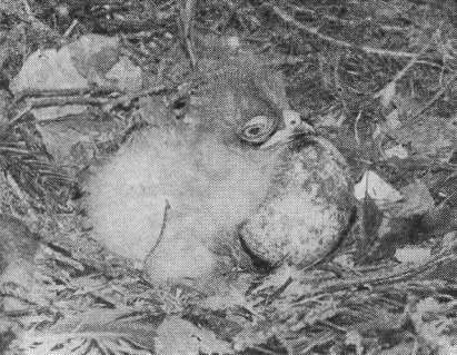 Яйцо и однодневный птенец малого подорлика (Aquila pomarina) в гнезде