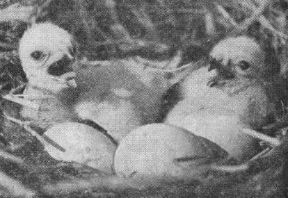 Гнездо болотного луня (Circus aeruginosus) у оз. Б. Раковое