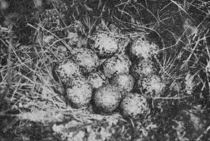 Полная кладка белой куропатки (Lagopus lagopus) из 12 яиц на Красном болоте