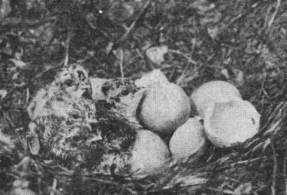 Вылупление птенцов в гнезде глухаря (Tetrao urogallus)