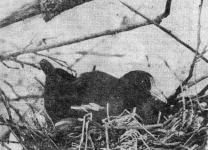 Камышница (Gallinula chloropus) на гнезде, устроенном на упавшем стволе дерева