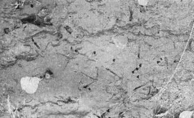 Следы присутствия и кормежки вальдшнепа (Scolopax rusticola) на грязевой луже проселочной дороги