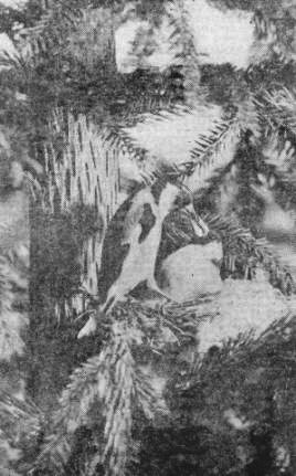 Самец щегла (Carduelis carduelis) кормит самку, сидящую на гнезде