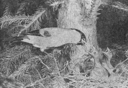 Снегирь (Pyrrhula pyrrhula) у гнезда с птенцами