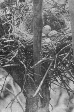 Гнездо дубоноса (Coccothraustes coccothraustes) с кладкой, найденное в парке Ст. Петергофа