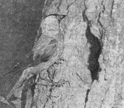 Галка (Corvus monedula) у гнездового дупла в парке Тригорского