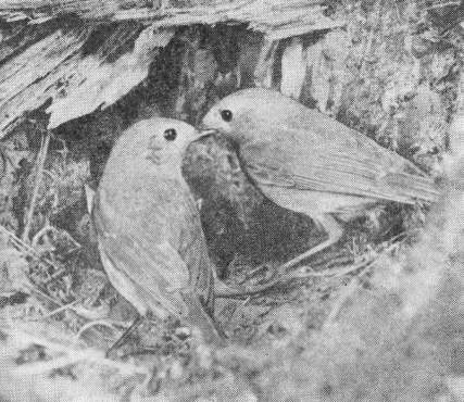 Самка и самец зарянки (Erithacus rubecula) у гнезда в прикорневой нише