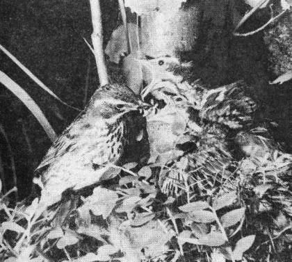 Семья белобровика (Turdus iliacus) в гнезде, устроенном на земле среди черничника