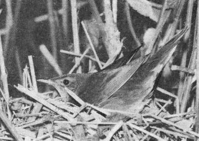 Речной сверчок (Locustella fluviatilis), усаживающийся на кладку