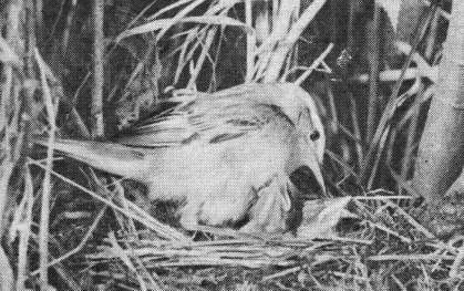 Самка барсучка (Acrocephalus schoenobaenus) в гнезде с птенцами