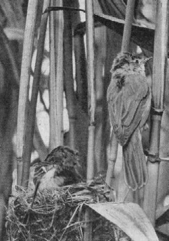 Самка тростниковой камышевки (Acrocephalus scirpaceus) строит гнездо, самец поет рядом
