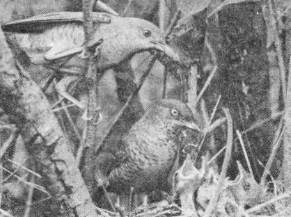 Самец и самка ястребиной славки (Sylvia nisoria) у гнезда с птенцами