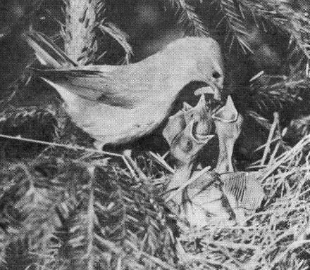 Садовая славка (Sylvia borin) с личинкой пилильщика у гнезда,   построенного в гуще ветвей нескольких рядом стоящих молодых елей