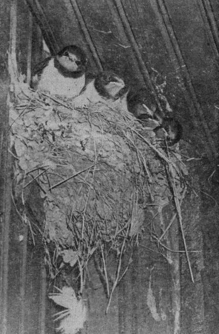 Гнездо деревенской ласточки (Hirundo rustica) под навесом крыши