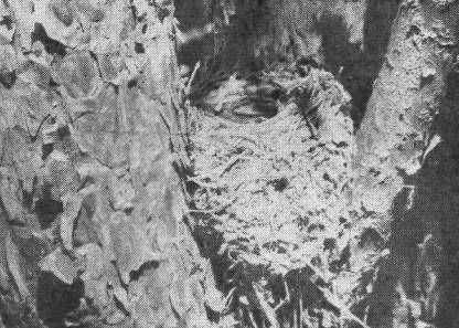 Гнездо серой мухоловки (Muscicapa striata), помещенное в основании боковой ветки сосны, обращает на себя внимание необычной для данного вида конструкцией.