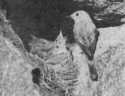 Гнездо серой мухоловки (Muscicapa striata), помещенное на скале