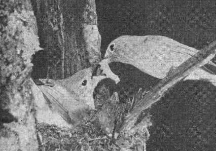 Самец малой мухоловки (Muscicapa (Siphia) parva) кормит самку, сидящую на гнезде