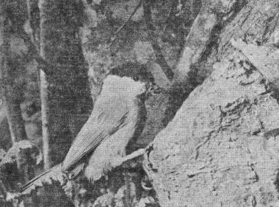 Гаичка (Parus palustris) у гнезда в прогнившем стволе серой ольхи