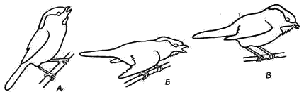 Позы самца пухляка (Parus montanus) при исполнении различных типов песен