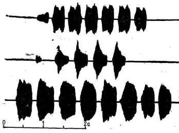 Осциллограммы вариантов демонстративной свистовой песни пухляков (Parus monianus).