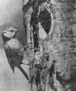 Лазоревка (Parus caeruleus), поселившаяся в старом дупле дятла