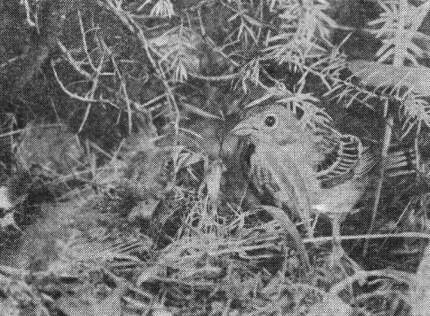Садовая овсянка (Emberiza hortulana) у гнезда на Карельском перешейке