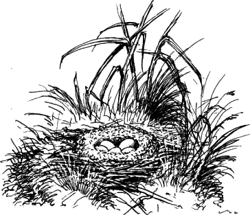 Гнездо чирка-свистунка