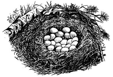 Гнездо серой куропатки