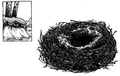 Гнездо белой трясогузки