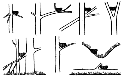 Схема расположения гнезд певчего дрозда