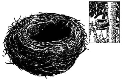Гнездо певчего дрозда