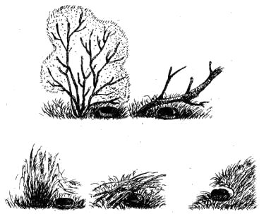 Схема расположения гнезд варакушки